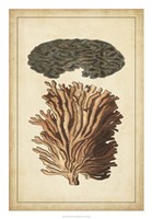 Coral Companion I Fine Art Print