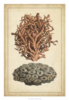Coral Companion III Fine Art Print