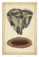 Coral Companion IV Fine Art Print