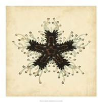 Gems of the Sea III Fine Art Print