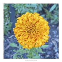 Marigold I Fine Art Print
