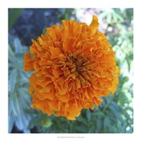 Marigold III Fine Art Print