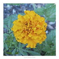 Marigold IV Fine Art Print