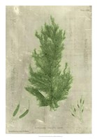 Emerald Seaweed I Fine Art Print