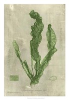 Emerald Seaweed IV Fine Art Print
