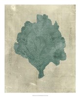 Coral in Teal Fine Art Print