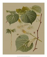 Forest Foliage I Fine Art Print