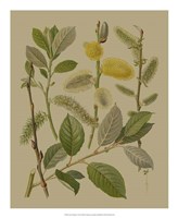 Forest Foliage II Fine Art Print