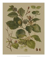 Forest Foliage III Fine Art Print