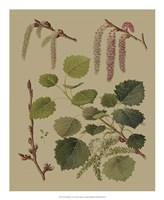 Forest Foliage IV Fine Art Print