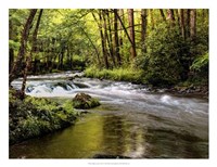 Sunlight on Jake's Creek I Fine Art Print