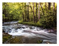 Sunlight on Jake's Creek II Fine Art Print