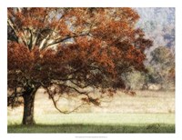 Sunbathed Oak II Fine Art Print