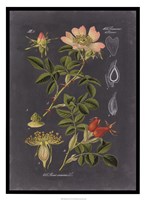 Midnight Botanical I Framed Print
