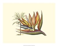 Bird of Paradise I Fine Art Print