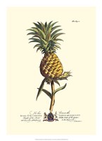 Royal Botanical II Fine Art Print