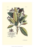 Royal Botanical VI by Georg Dionysius Ehret - 15" x 21"
