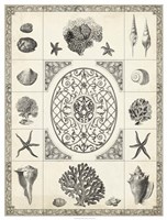 Nature's Memento II Fine Art Print