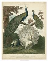 Peacock Gathering Fine Art Print