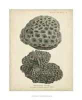 Coral Collection V Fine Art Print