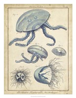 Medusa II Fine Art Print
