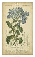 Floral Botanica II Fine Art Print