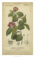 Floral Botanica III Fine Art Print