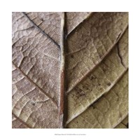 Organic Elements II Fine Art Print