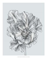 Silvery Blue Tulips I Fine Art Print