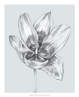 Silvery Blue Tulips II Fine Art Print