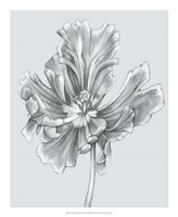 Silvery Blue Tulips III Fine Art Print