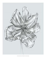 Silvery Blue Tulips IV Fine Art Print