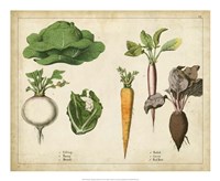 Kitchen Vegetables & Roots I Fine Art Print