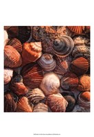 Shell Yes Fine Art Print