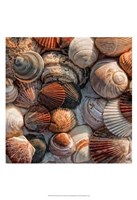 What the Shell Fine Art Print