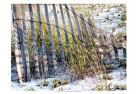 Sea Oats I Fine Art Print