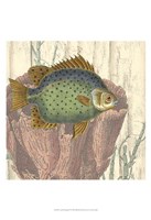 Coastal Montage III Fine Art Print