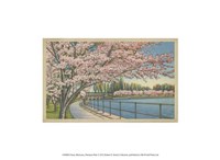 Cherry Blossoms, Potomac Park Fine Art Print