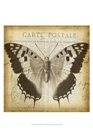 Carte Postale Butterfly II Framed Print
