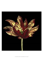 Natural Beauty on Black I Fine Art Print