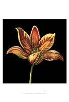 Natural Beauty on Black II Fine Art Print