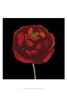 Natural Beauty on Black III Fine Art Print