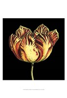 Natural Beauty on Black IV Fine Art Print