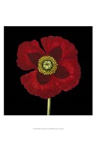 Natural Beauty on Black VI Fine Art Print