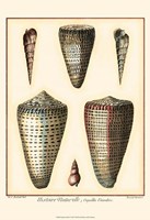 Redoute Shells I Fine Art Print
