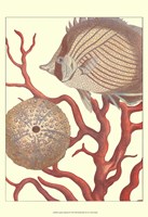 Coastal Collection II Fine Art Print