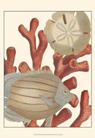 Coastal Collection III Fine Art Print