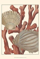 Coastal Collection IV Fine Art Print