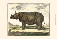 Rhino Fine Art Print