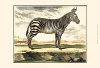 Zebra Fine Art Print